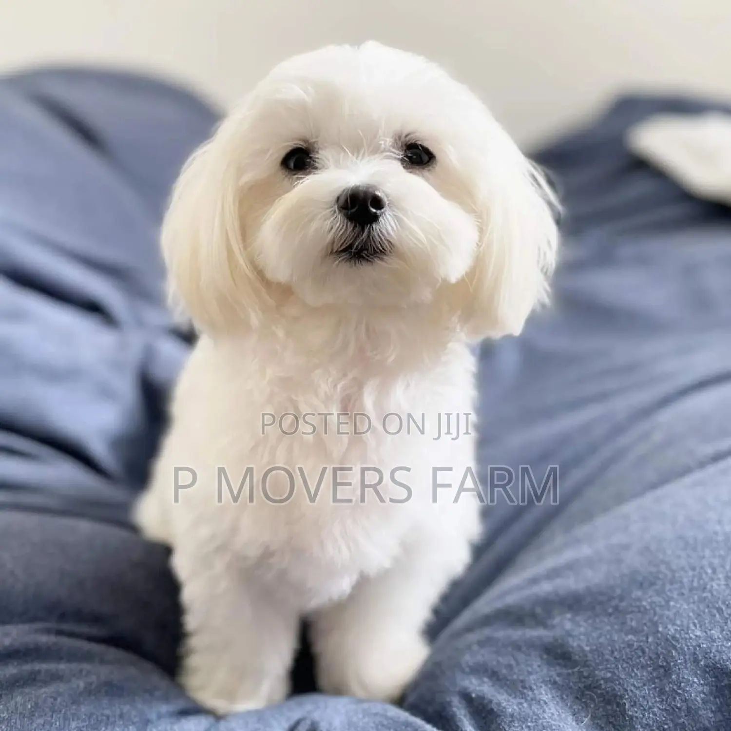 1-3 months Male Purebred Maltese