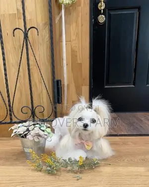 1-3 months Male Purebred Maltese