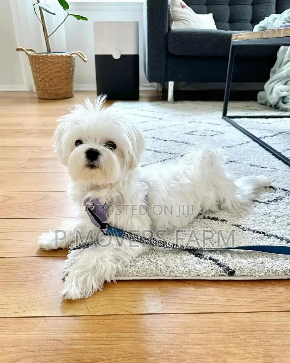1-3 months Male Purebred Poodle