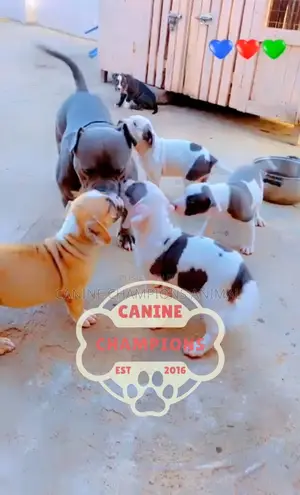 1-3 months Female Purebred American Bully