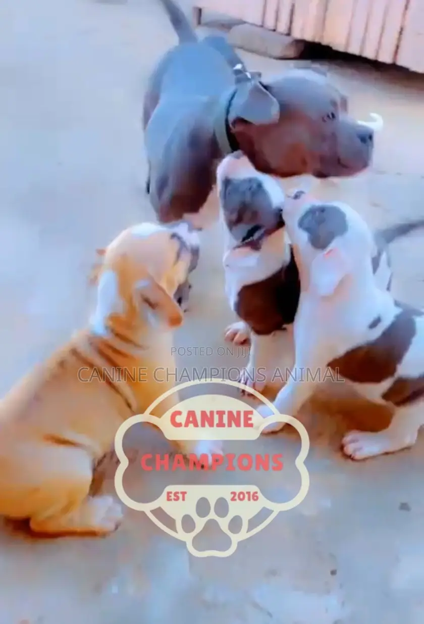 1-3 months Female Purebred American Bully