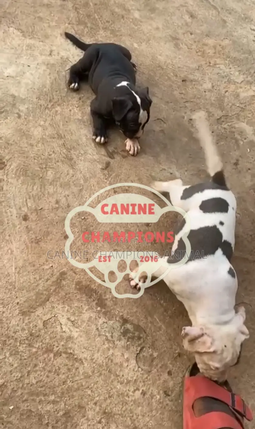 1-3 months Female Purebred American Bully