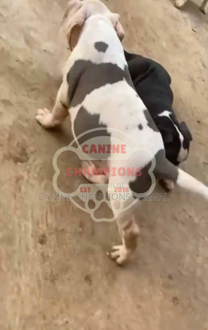 1-3 months Female Purebred American Bully