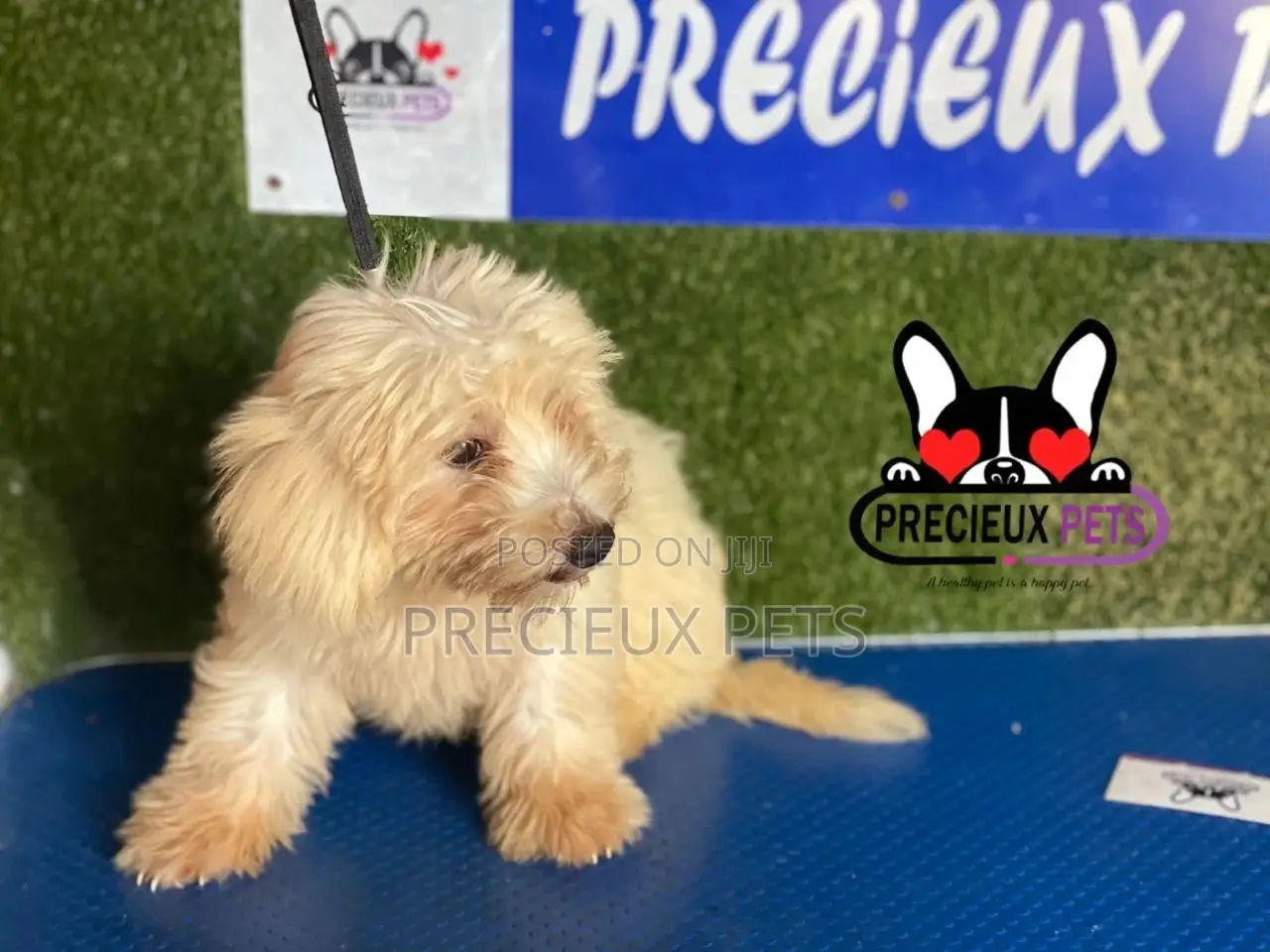 1-3 months Male Mixed Breed Maltipoo