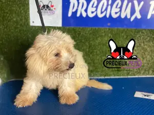 1-3 months Male Mixed Breed Maltipoo