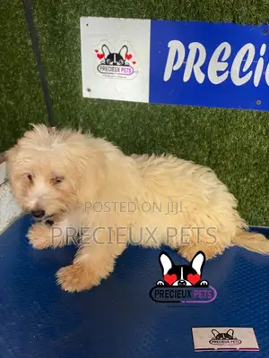 1-3 months Male Mixed Breed Maltipoo