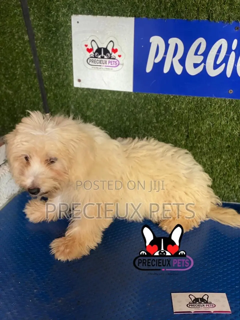 1-3 months Male Mixed Breed Maltipoo