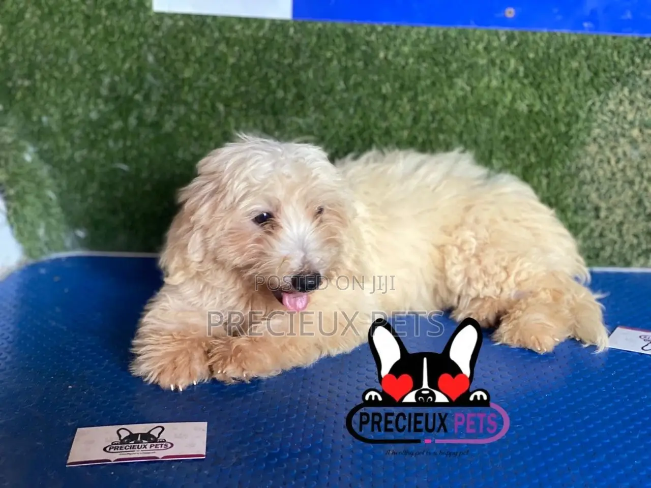 1-3 months Male Mixed Breed Maltipoo