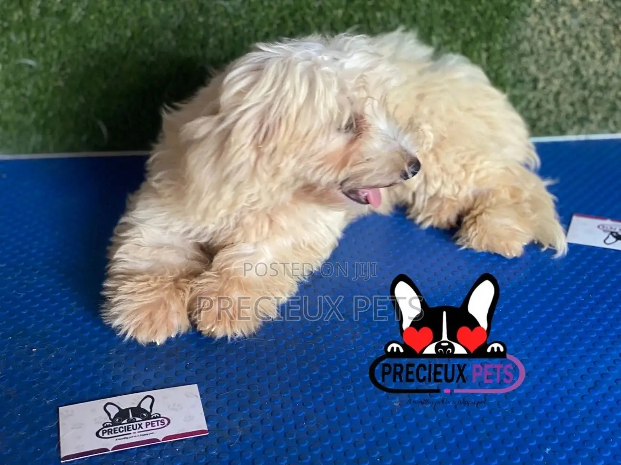 1-3 months Male Mixed Breed Maltipoo