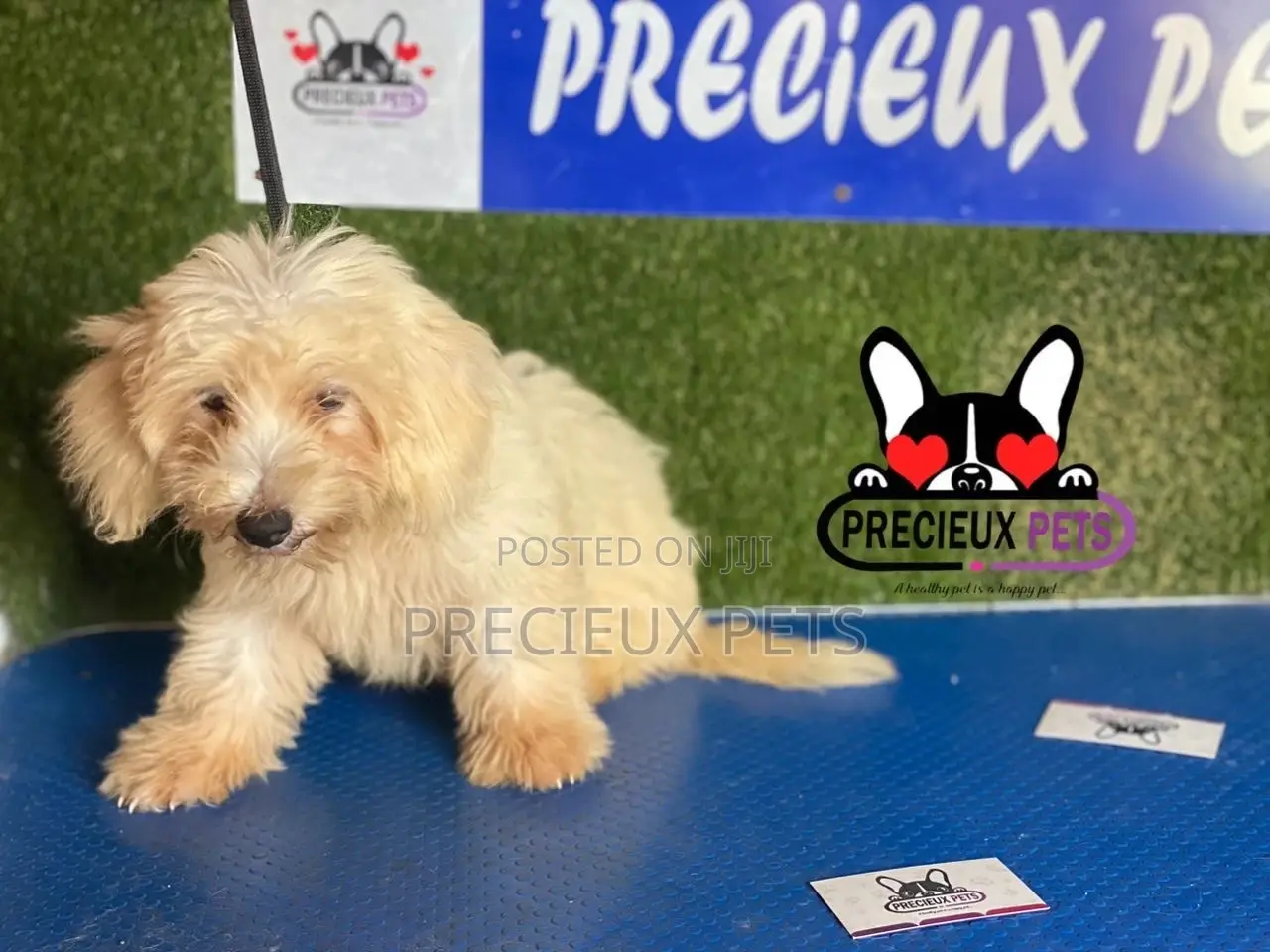 1-3 months Male Mixed Breed Maltipoo