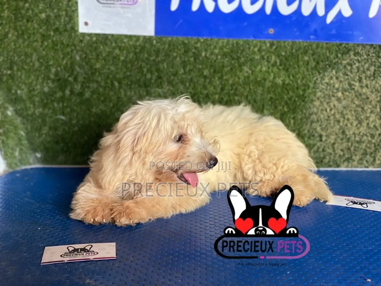1-3 months Male Mixed Breed Maltipoo