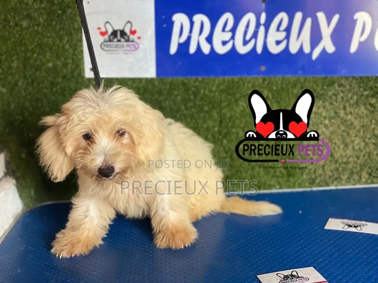 1-3 months Male Mixed Breed Maltipoo