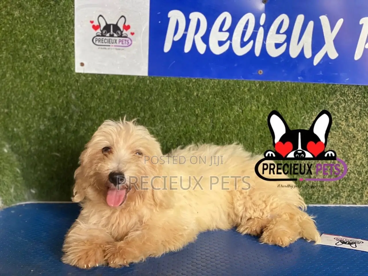 1-3 months Male Mixed Breed Maltipoo