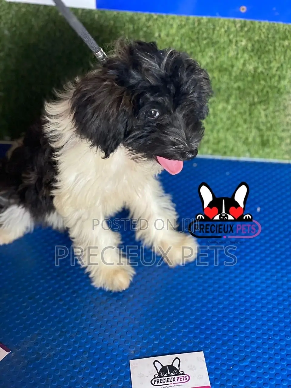 1-3 months Female Mixed Breed Maltipoo