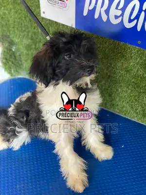 1-3 months Female Mixed Breed Maltipoo