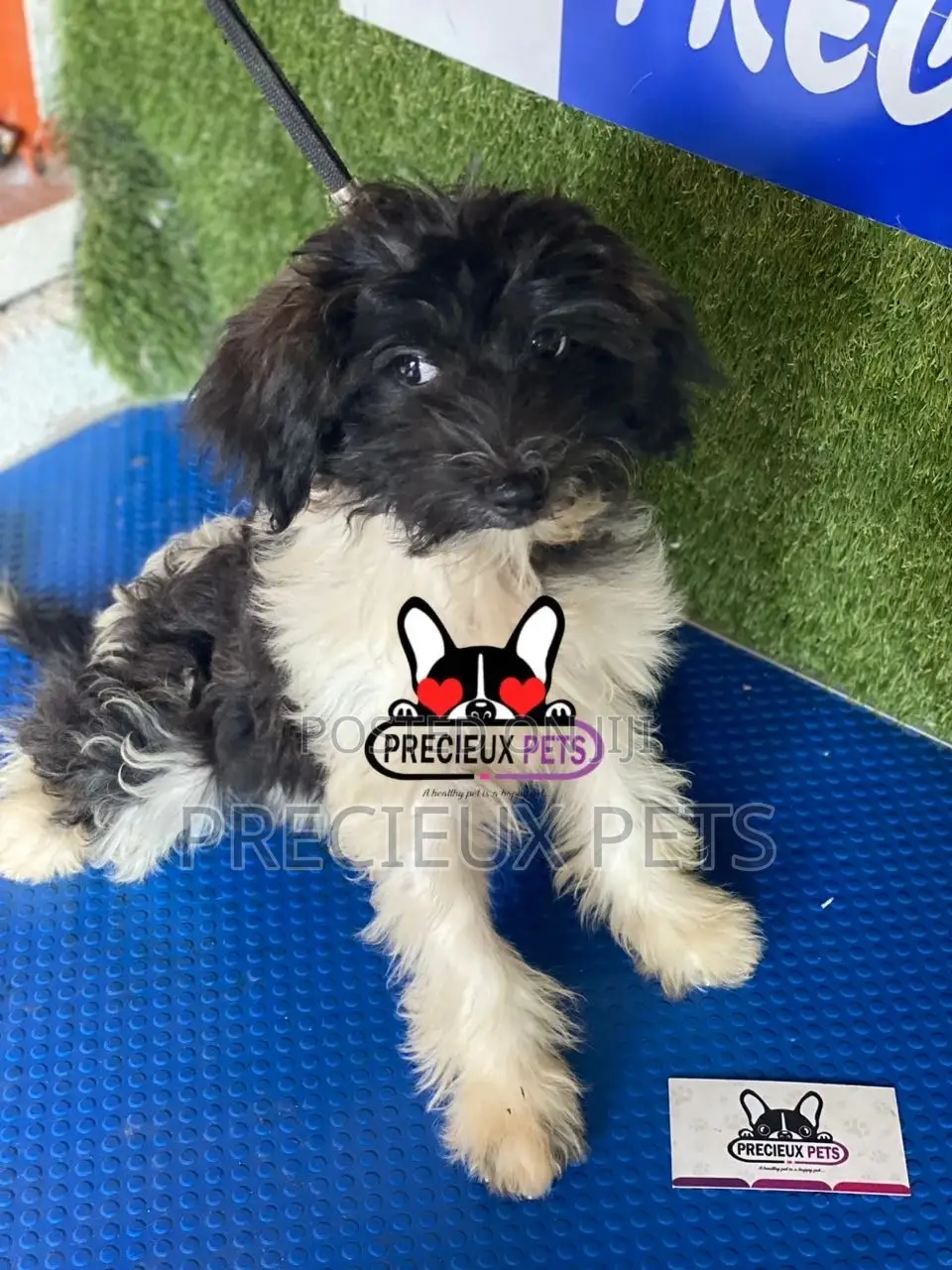 1-3 months Female Mixed Breed Maltipoo