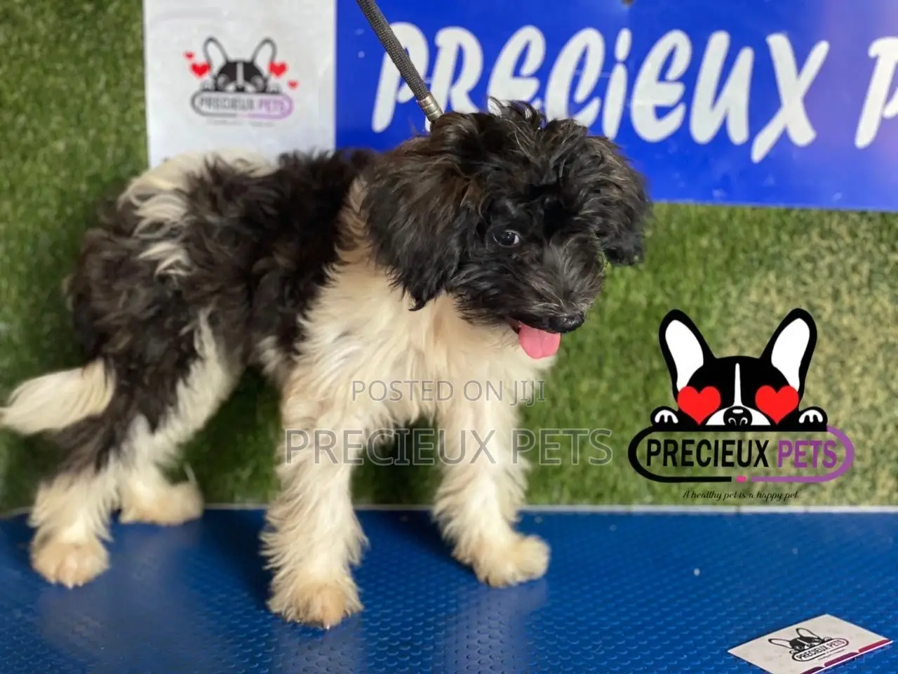 1-3 months Female Mixed Breed Maltipoo