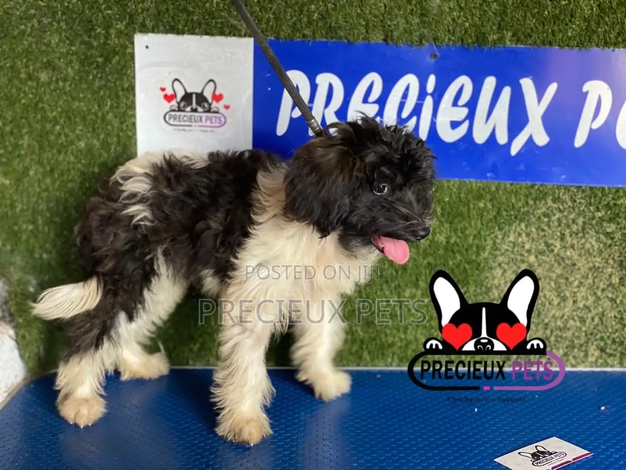 1-3 months Female Mixed Breed Maltipoo