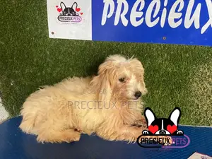 1-3 months Female Mixed Breed Maltipoo