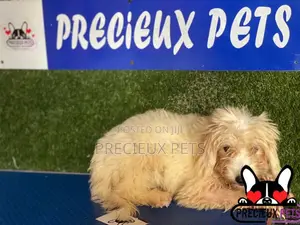 1-3 months Female Mixed Breed Maltipoo