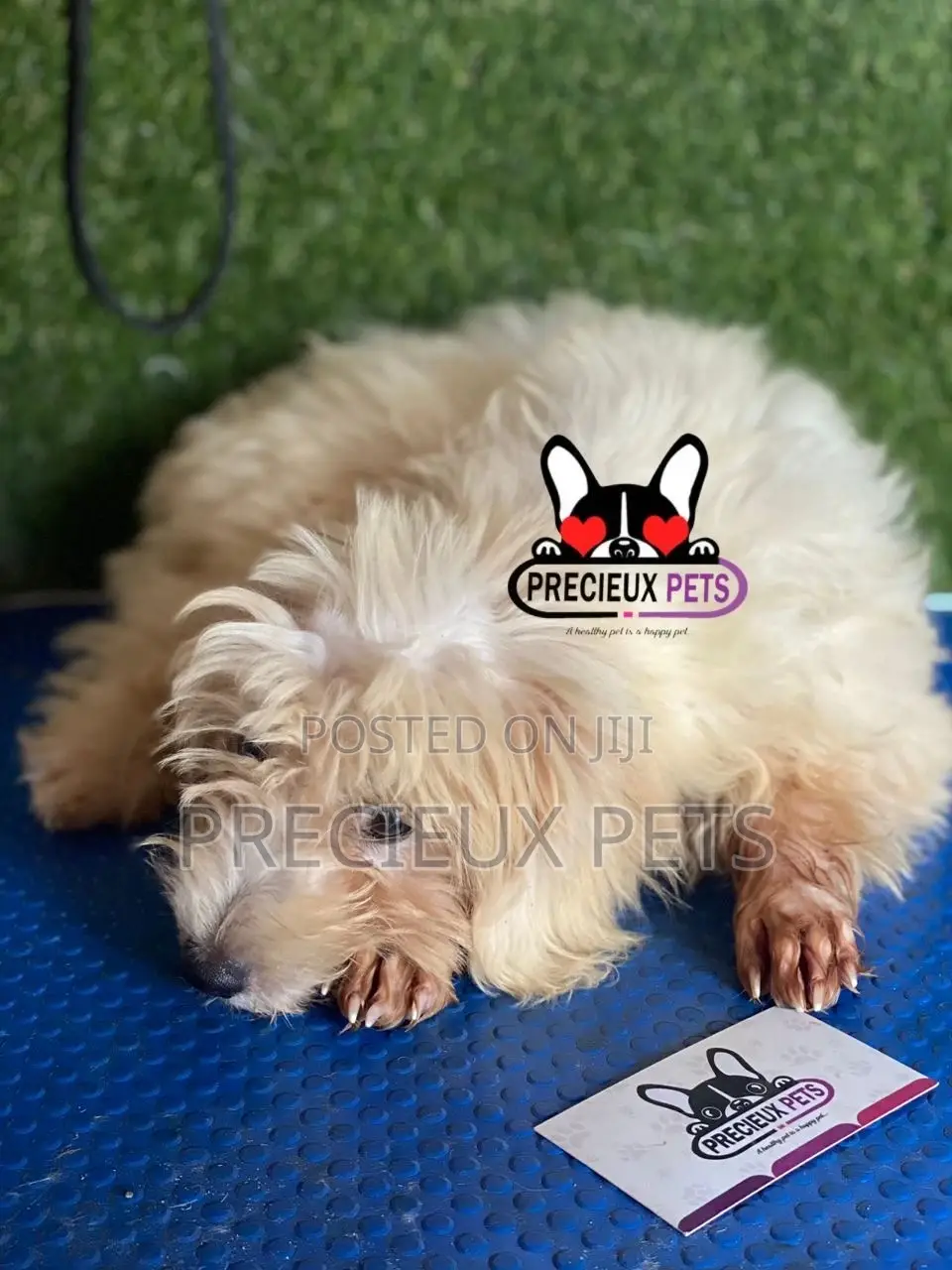 1-3 months Female Mixed Breed Maltipoo