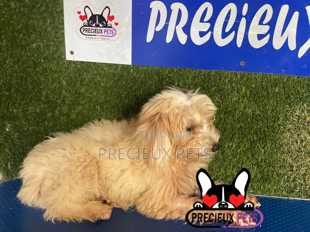 1-3 months Female Mixed Breed Maltipoo