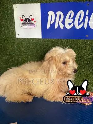 1-3 months Female Mixed Breed Maltipoo