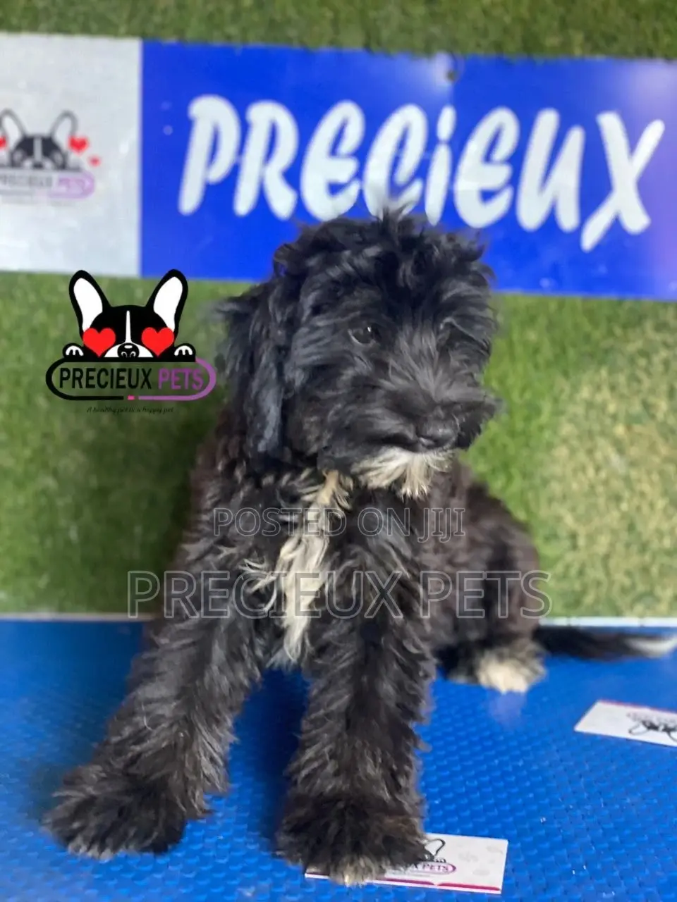 1-3 months Male Mixed Breed Maltipoo