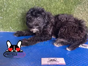 1-3 months Male Mixed Breed Maltipoo