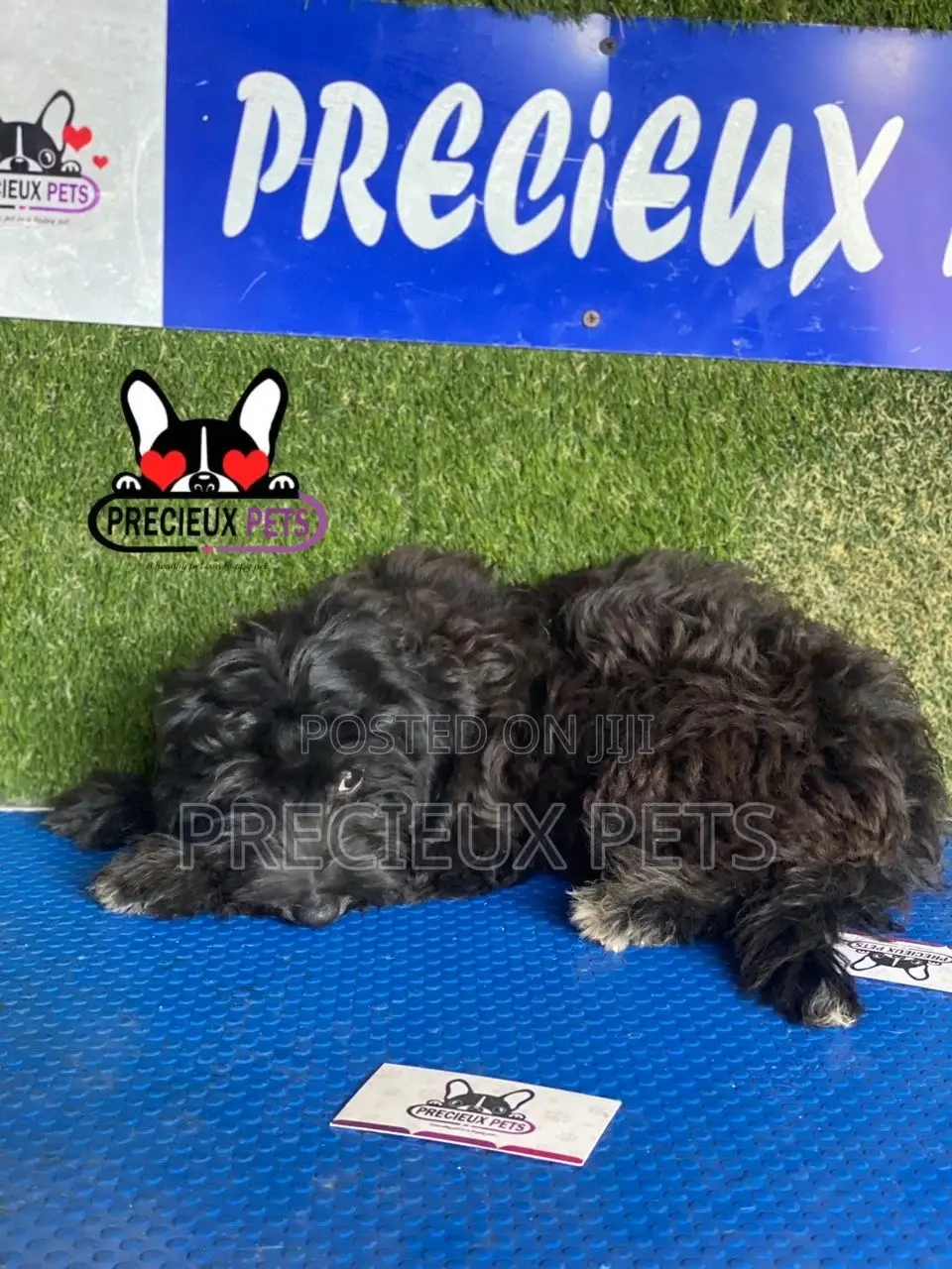 1-3 months Male Mixed Breed Maltipoo