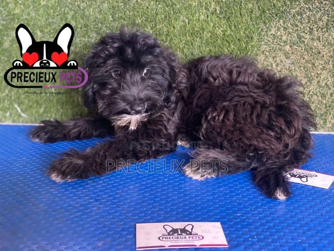 1-3 months Male Mixed Breed Maltipoo