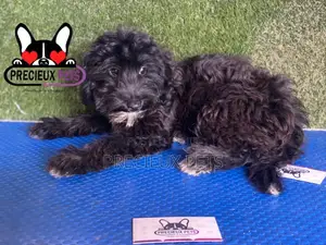 1-3 months Male Mixed Breed Maltipoo