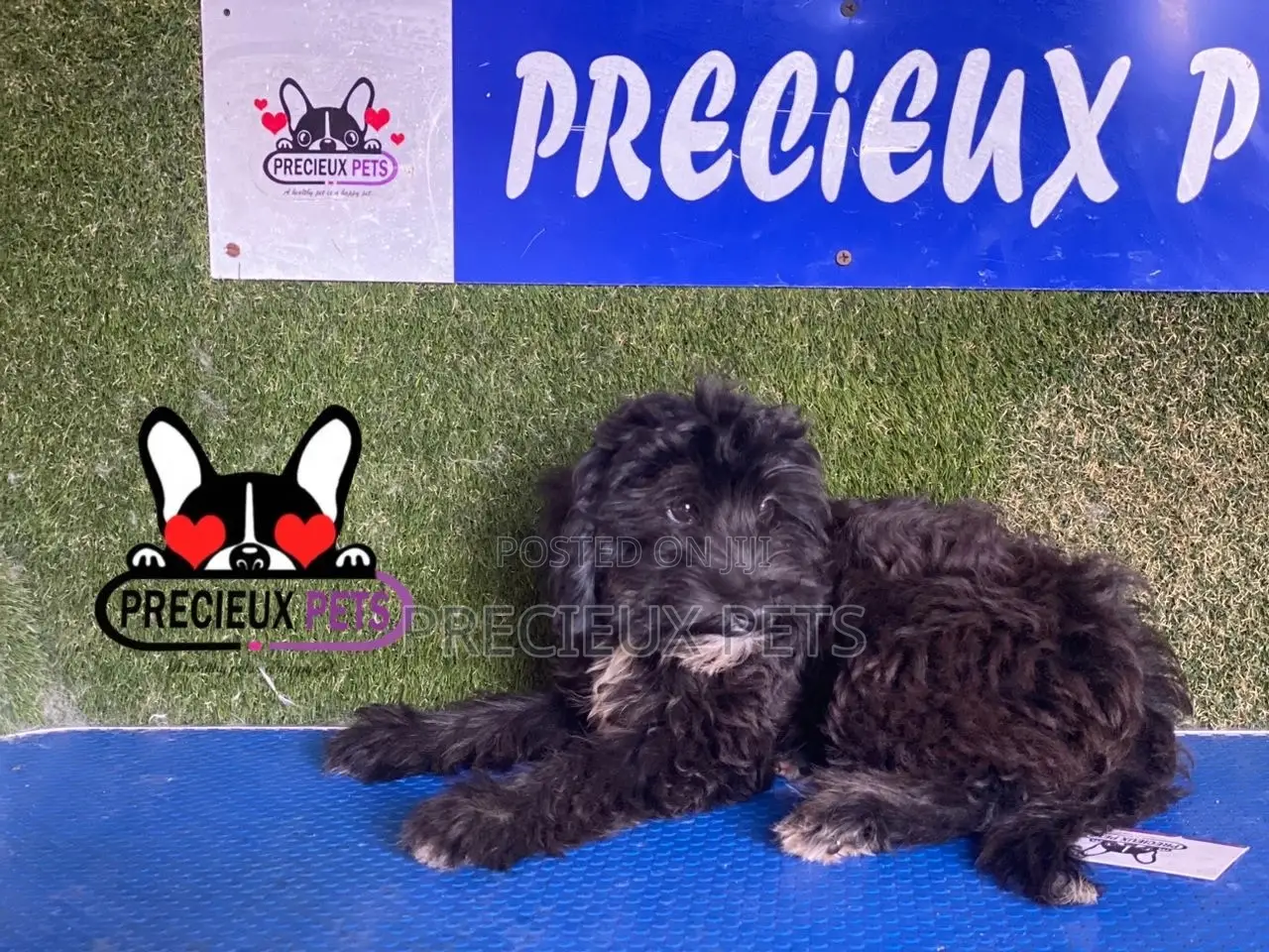 1-3 months Male Mixed Breed Maltipoo