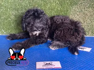 1-3 months Male Mixed Breed Maltipoo