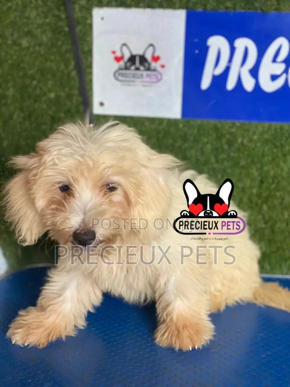 1-3 months Female Mixed Breed Maltipoo