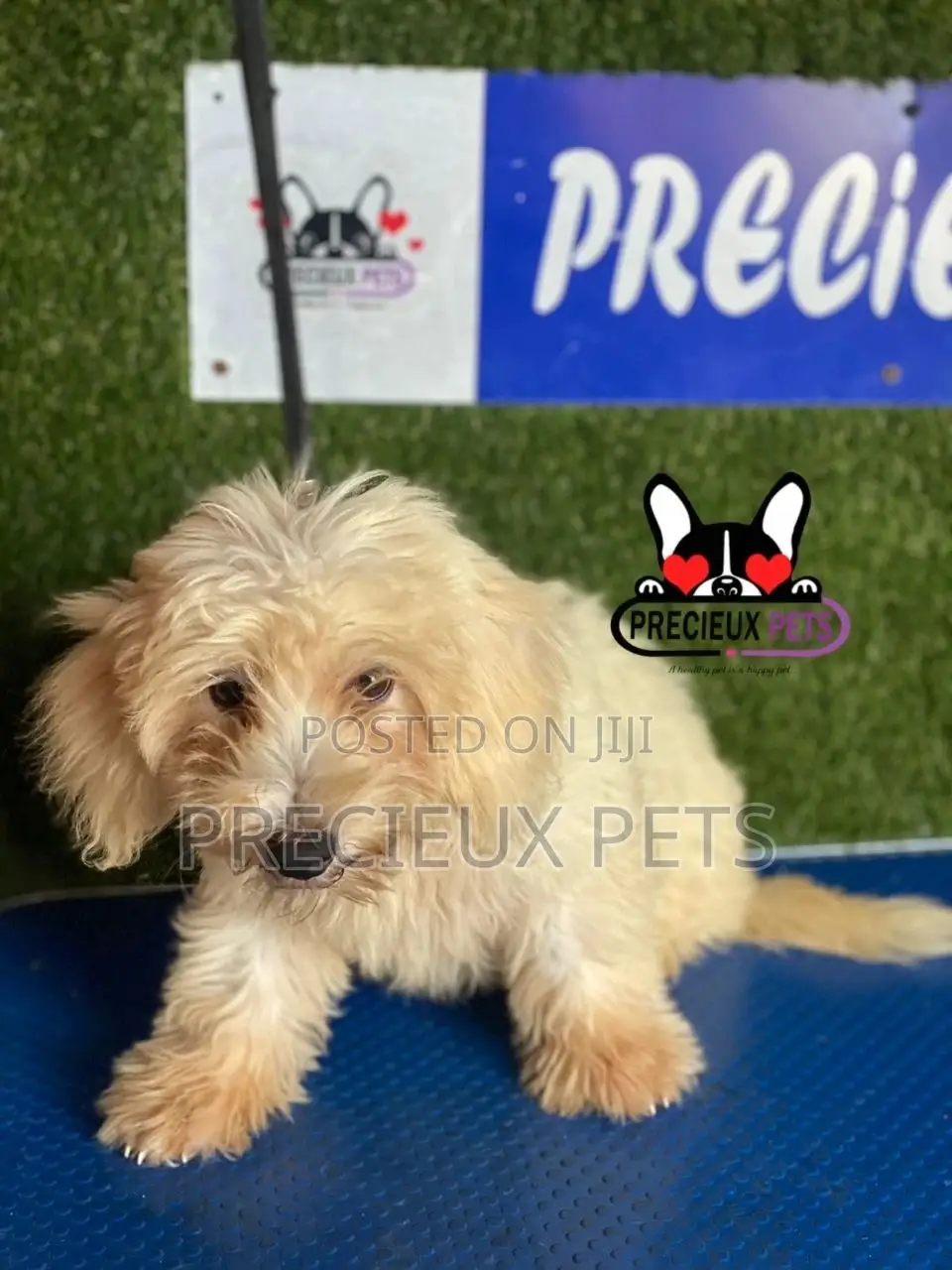 1-3 months Female Mixed Breed Maltipoo