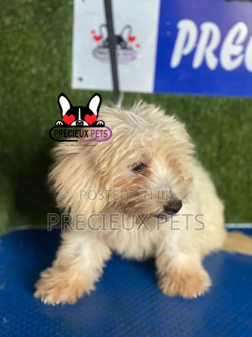 1-3 months Female Mixed Breed Maltipoo