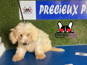 1-3 months Female Mixed Breed Maltipoo