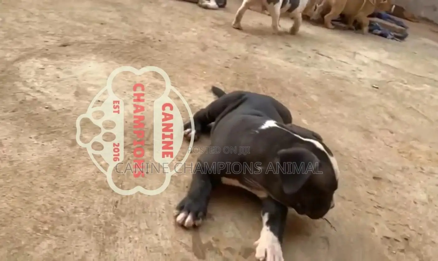 1-3 months Female Purebred American Bully