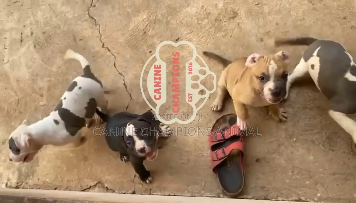 1-3 months Female Purebred American Bully