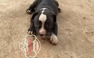 1-3 months Female Purebred American Bully