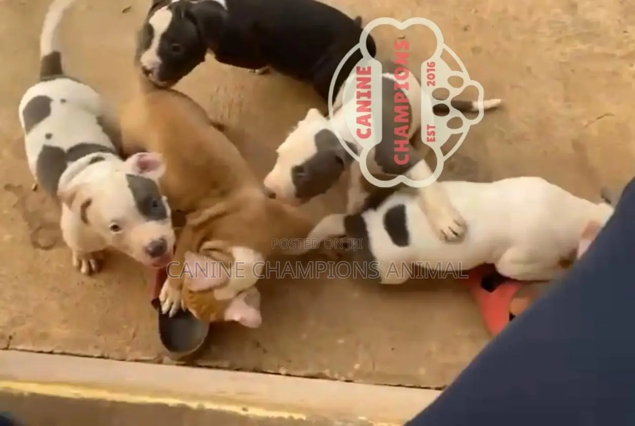 1-3 months Female Purebred American Bully