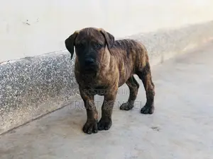 1-3 months Female Purebred Boerboel