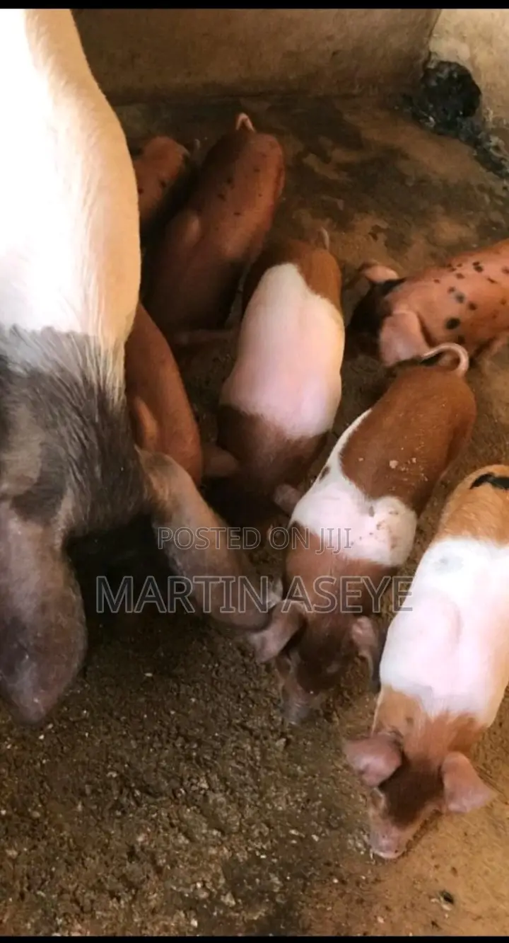 Pigs and Piglets for Sale