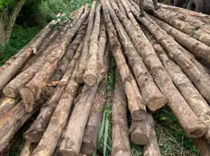 Standard Electricity and Network Service Poles Forsale