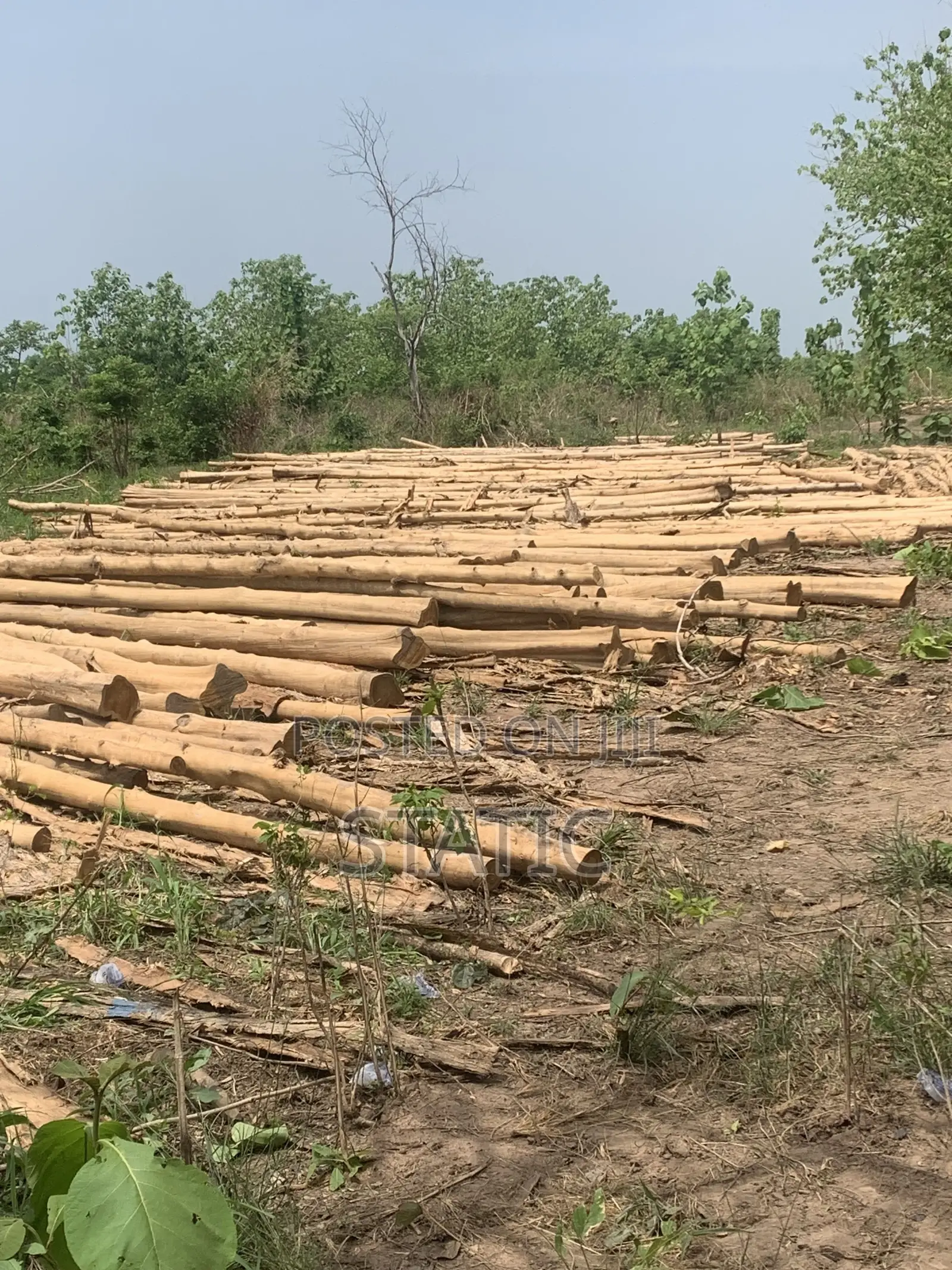 Standard Electricity and Network Service Poles Forsale