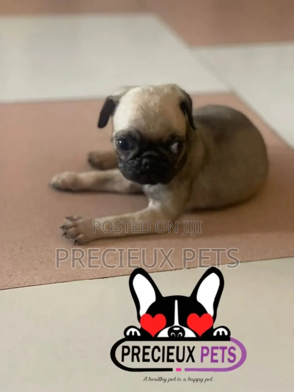 1-3 months Male Purebred Pug