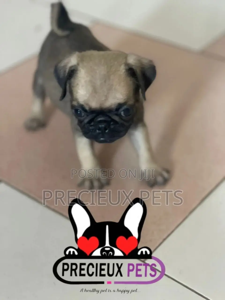 1-3 months Male Purebred Pug