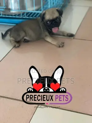 1-3 months Male Purebred Pug