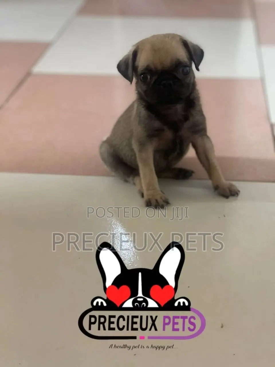 1-3 months Male Purebred Pug